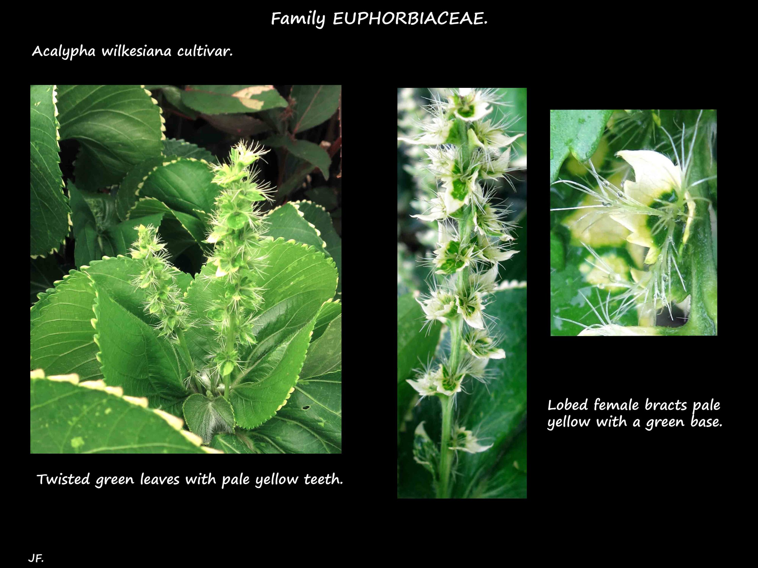 6 Acalypha cultivar 3